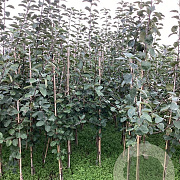 Malus d. 'Worcester Pearmain' 150-175 cm wortelgoed