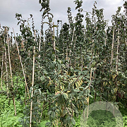 Mespilus g. 'Bredase Reus' 150-175 cm wortelgoed
