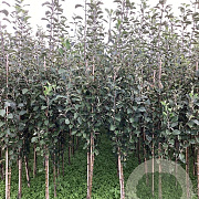 Malus d. 'Benoni' 200-250 cm wortelgoed
