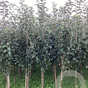 Malus d. 'Benoni' 175-200 cm wortelgoed