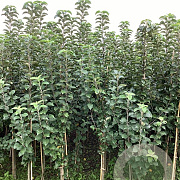 Malus d. 'King of the Pippins' 175-200 cm wortelgoed