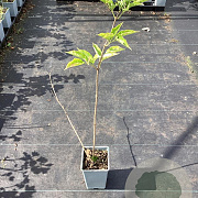 Sambucus nigra 'Haidegg 17' 30-40 cm C1.5