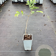 Sambucus nigra 'Haidegg 17' GM C1.5