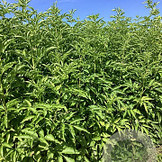 Sambucus nigra 'Haidegg 17' 125-150 cm wortelgoed