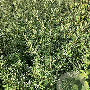 Hippophae rhamn. 'Hergo' 60-80 cm wortelgoed