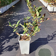 Vaccinium c. 'Bluegold' 20-40 cm C1.5