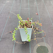 Vaccinium macrocarpon 'Big Pearl' GM C1.5