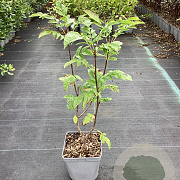 Sorbus auc. 'Krasnaja Krupnaja' 40-50 cm 3,0L