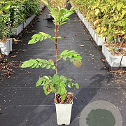 Sorbus auc. 'Krasnaja Krupnaja' GM C1.5
