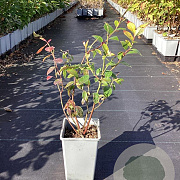 Vaccinium c. 'Reka' 20-40 cm C1.5