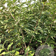 Elaeagnus umb. 'Newgate' 80-100 cm wortelgoed