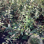 Lonicera c. Blue Forest 60-80 cm wortelgoed
