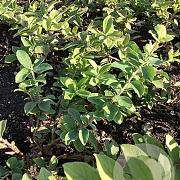 Lonicera c. 'Blue Bird' 20-40 cm wortelgoed