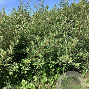 Elaeagnus umb. 'Ruby' 80-100 cm wortelgoed