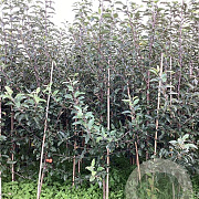 Malus d. 'Mitchgla' 175-200 cm wortelgoed