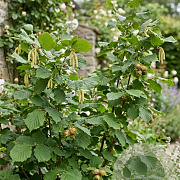 Corylus 'Fertile de Nottingham' 100-125 cm wortelgoed
