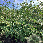 Elaeagnus umb. 'Jewel' 80-100 cm wortelgoed