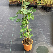 Ficus car. 'Dessert King' GM C3