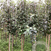 Malus d. 'Glockenapfel' 150-175 cm wortelgoed