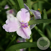 Tradescantia 'Pink Chablis' GM P9