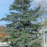 Cedrus libani atlantica 6-8 HO draadkluit