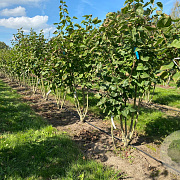 Syringa v. 'Katherine Havemeyer' 300-350 cm draadkluit struik
