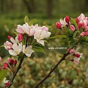 Malus 'Courtabri' 10-12 HO draadkluit