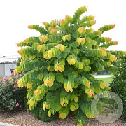 Cercis can. 'JN2' 6-8 HO draadkluit