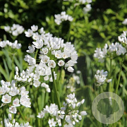 Allium cowanii 5 cm 100 stuks