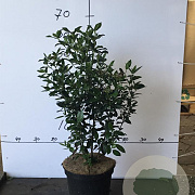 Viburnum tinus 50-70 cm 7,5L