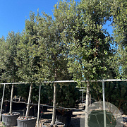Quercus ilex 30-35 HO container piramide