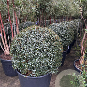 Osmanthus burkwoodii  cont. 155L solitair bol