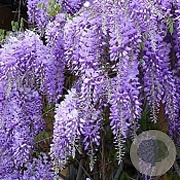 Wisteria sinensis 'Prematura' 500-550 cm container Gestokt