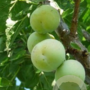 Prunus d. 'Reine Claude d'Oullins' 8-10 HO wortelgoed