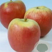 Malus d. 'Katja' 8-10 HO wortelgoed