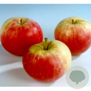 Malus d. 'Stark's Earliest' 8-10 HO wortelgoed
