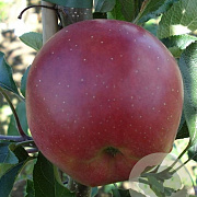 Malus d. 'Lentse Rode' 8-10 HO wortelgoed
