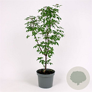 Acer griseum 60-80 cm 7,5L
