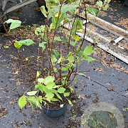 Chionanthus virginicus 40-50 cm 7,5L najaarspotting