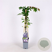 Wisteria flor. 'Violacea Plena' 70 cm 2,0L