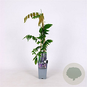 Wisteria flor. 'Lawrence' 70 cm 2,0L