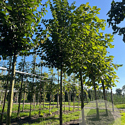 Ulmus minor 'Wanoux' 18-20 HO draadkluit