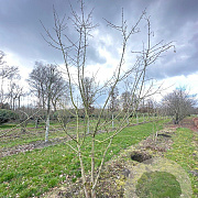 Acer campestre 350-400 cm draadkluit meerstammig 