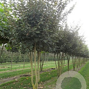 Acer campestre 700-800 cm draadkluit meerstammig