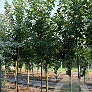 Acer rubrum 20-25 HO draadkluit