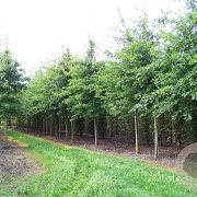 Quercus palustris 30-35 HO draadkluit