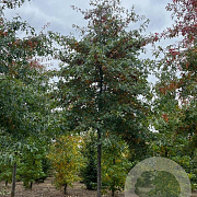 Quercus palustris 35-40 HO draadkluit