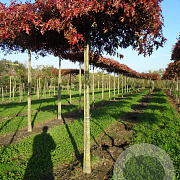 Quercus palustris 14-16 HO draadkluit dakvorm 240 cm stam
