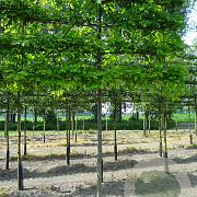 Quercus palustris 12-14 HO draadkluit LEIVORM 200 cm stam