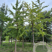 Ginkgo biloba 30-35 HO draadkluit
